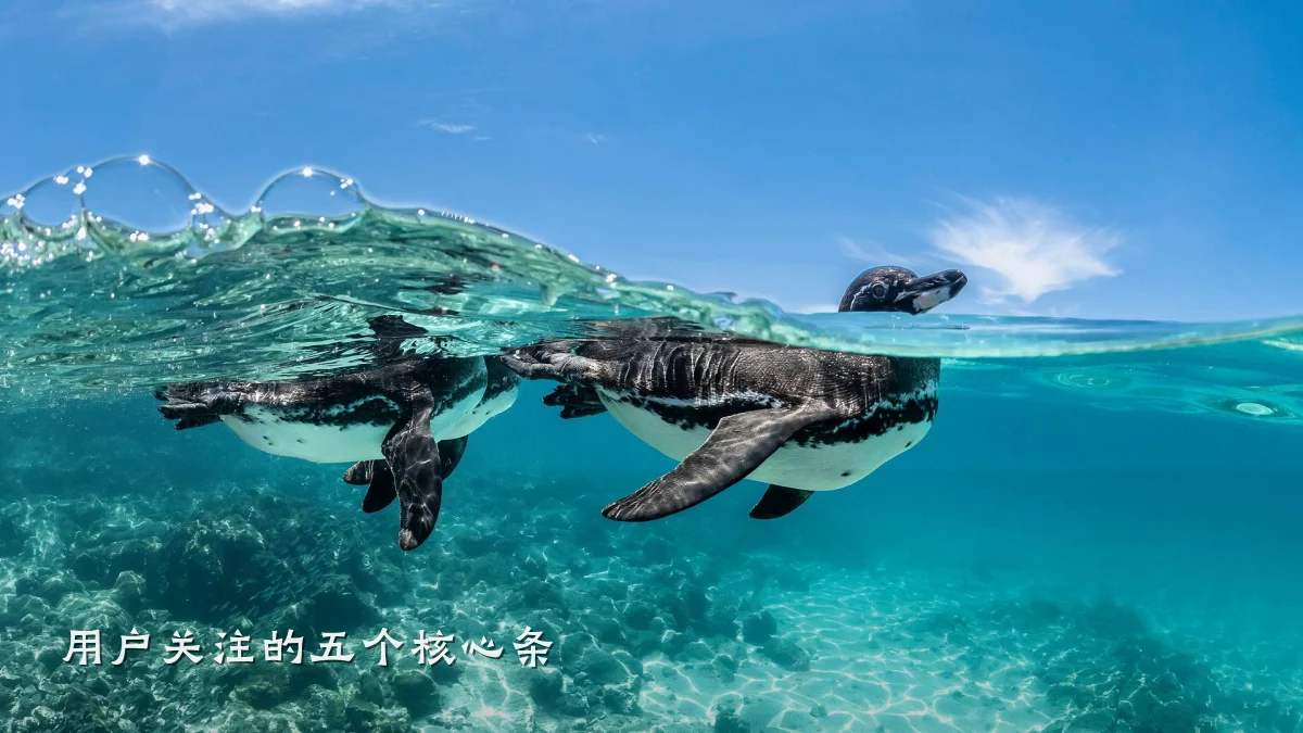 用户关注的五个核心条