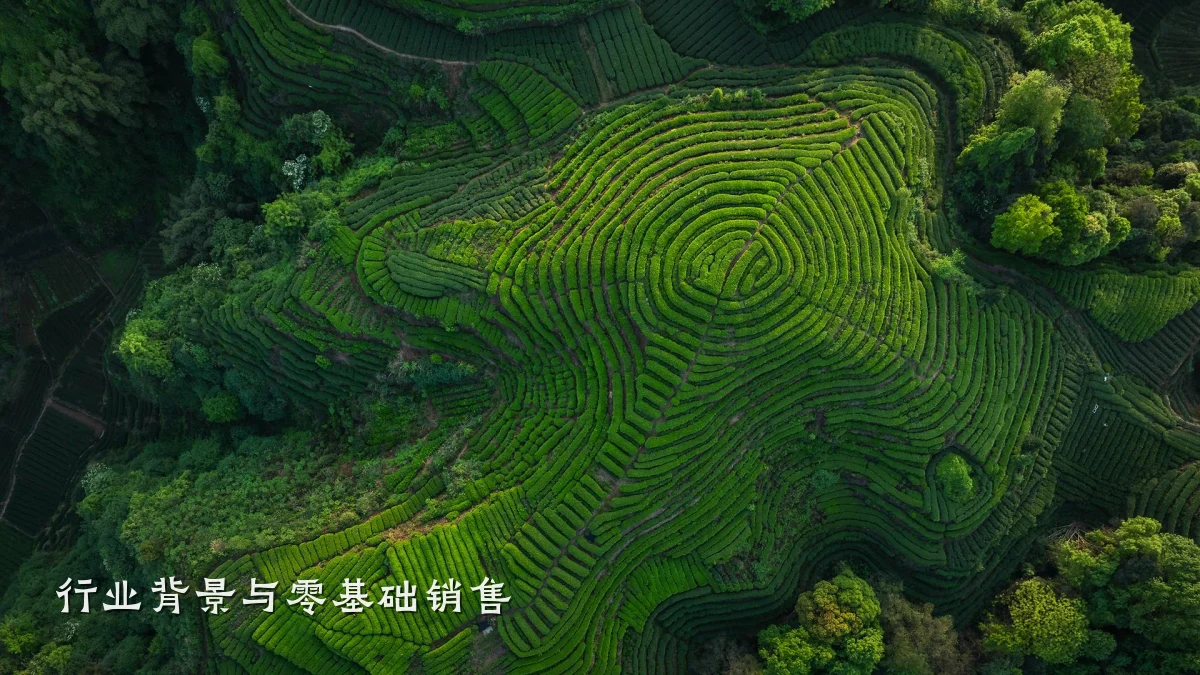行业背景与零基础销售